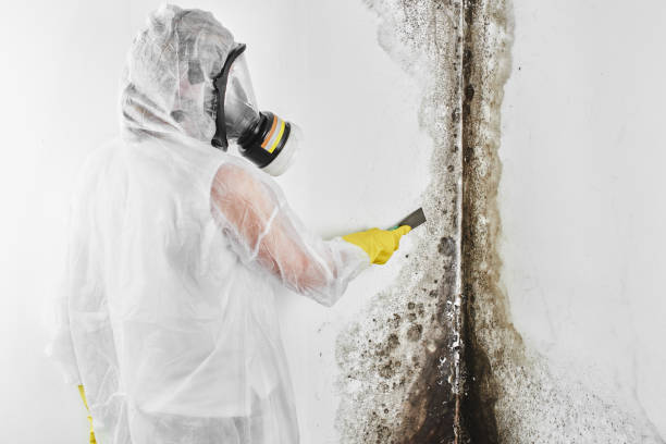 Best Post-Flood Mold Remediation in Fairmont, IL
