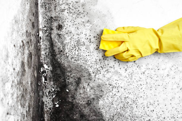 Best Emergency Mold Remediation in Fairmont, IL