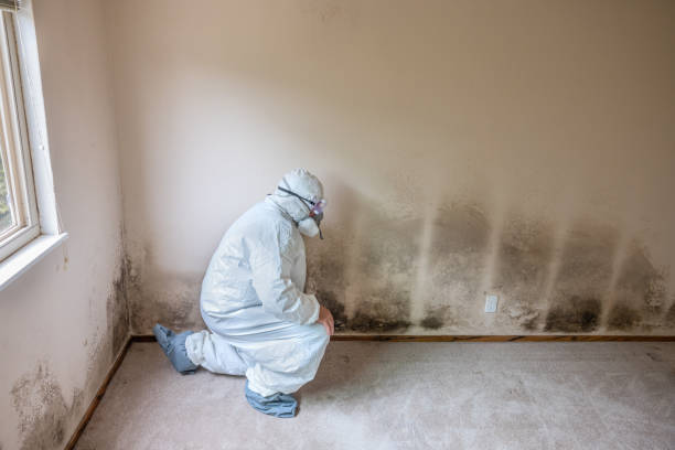 Trusted Fairmont, IL Mold Remediation Experts
