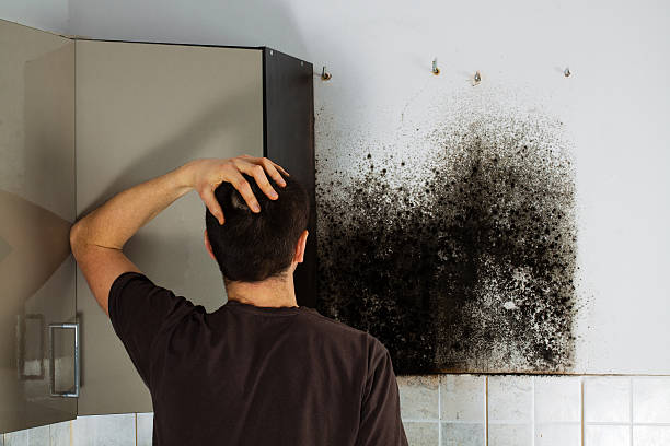 Best Insurance-Related Mold Remediation in Fairmont, IL