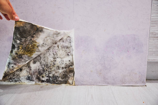 Best Commercial Mold Remediation in Fairmont, IL